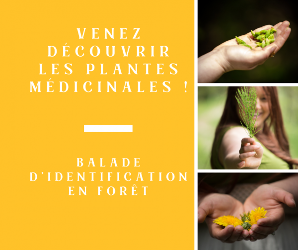 Balade_identification_plantes_médicinales_herboriste_Atelier_Jessie_seguin
